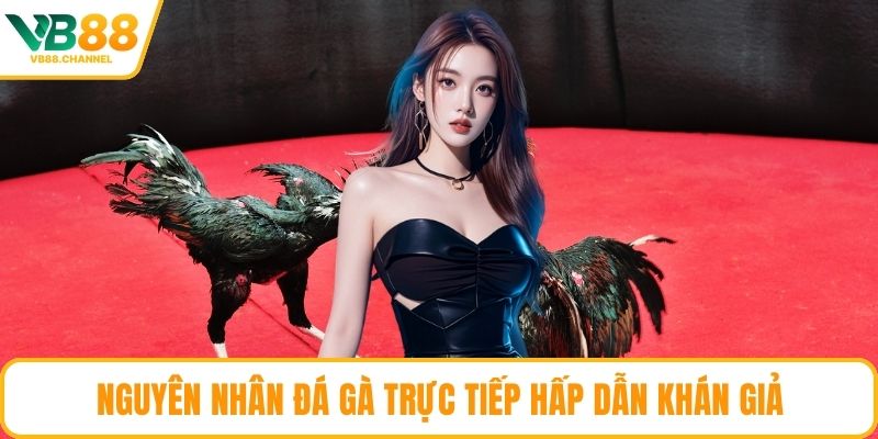 Nguyên nhân đá gà trực tiếp hấp dẫn khán giả